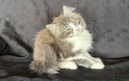Mixed Breed cats for sale: Male Ragdoll/ Norwegian Forest cross kittens - Image 4