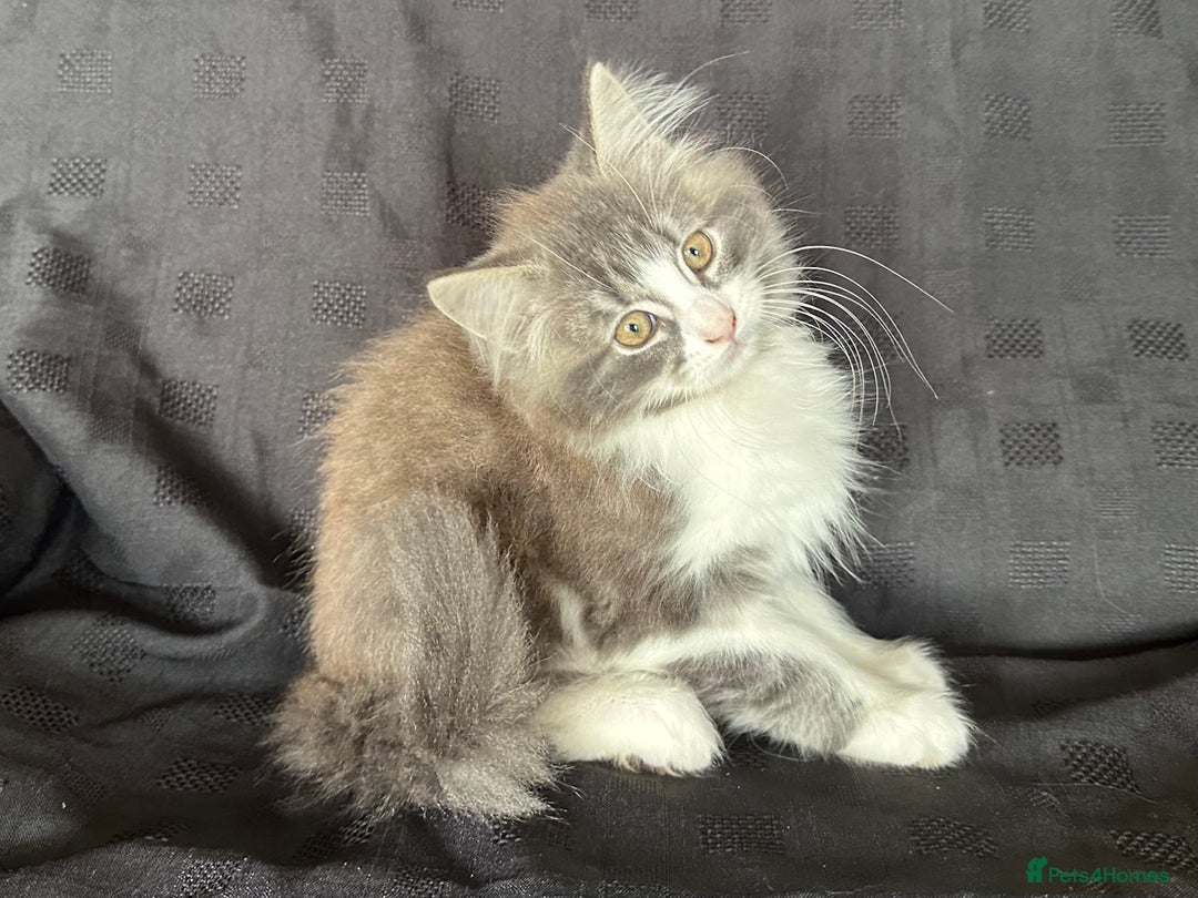 Mixed Breed cats for sale: Male Ragdoll/ Norwegian Forest cross kittens - Image 4