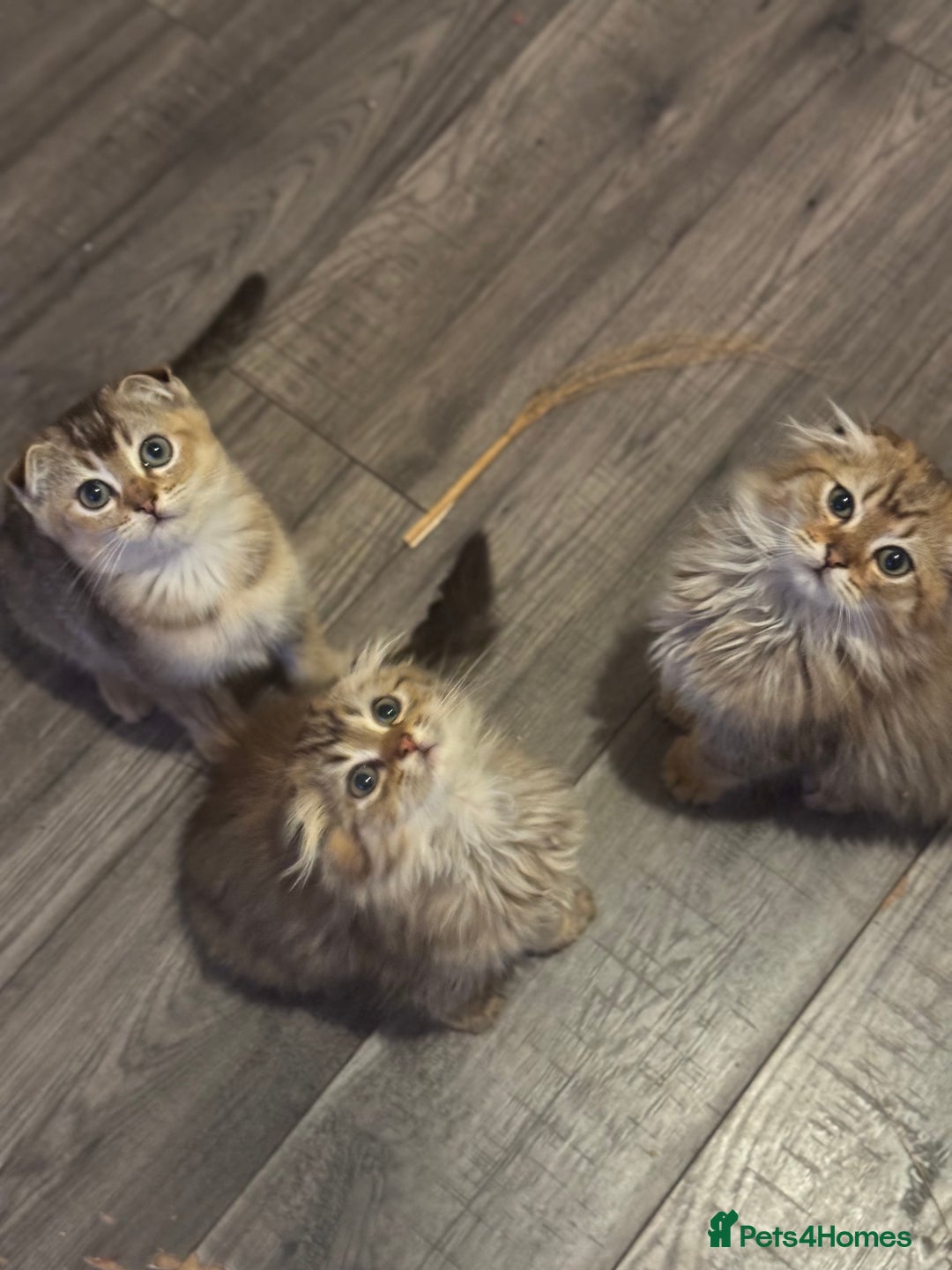 Scottish Fold cats for sale: Golden Scottish fold  - Image 19