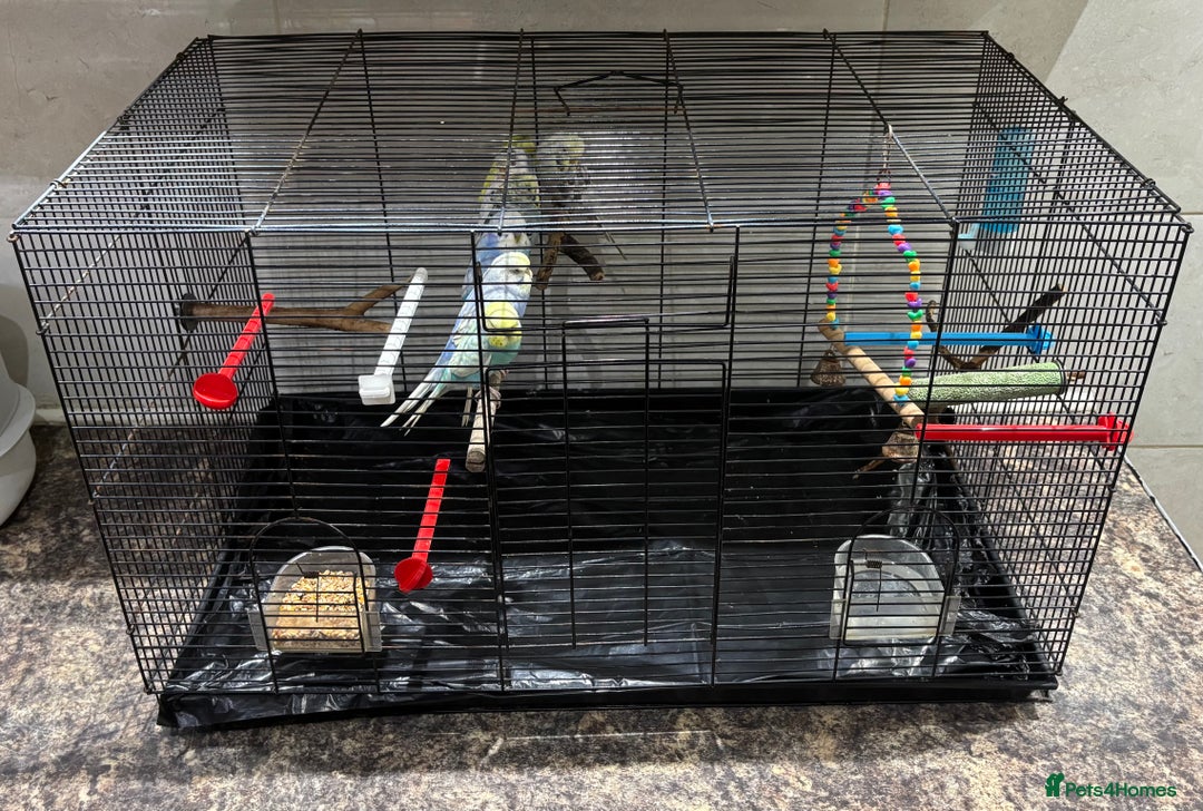 Budgerigars birds for sale: 7 beautiful coloured budgies with cage - Advert 6