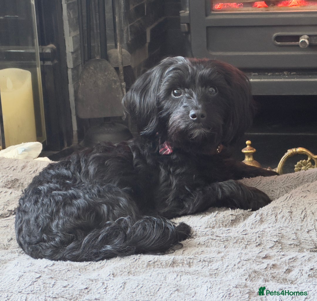 Yorkiepoo dogs for sale: 3 Beautiful Yorkiepoo puppies - Image 10