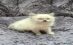 Ragdoll cats for sale: GCCF registered Ragdoll kittens  - Image 20