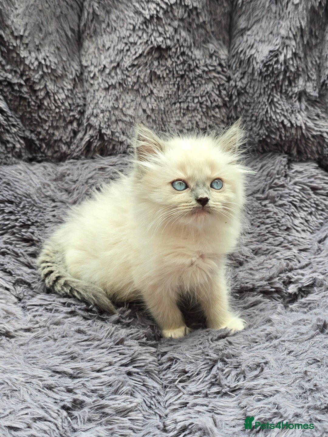 Ragdoll cats for sale: GCCF registered Ragdoll kittens  - Image 20