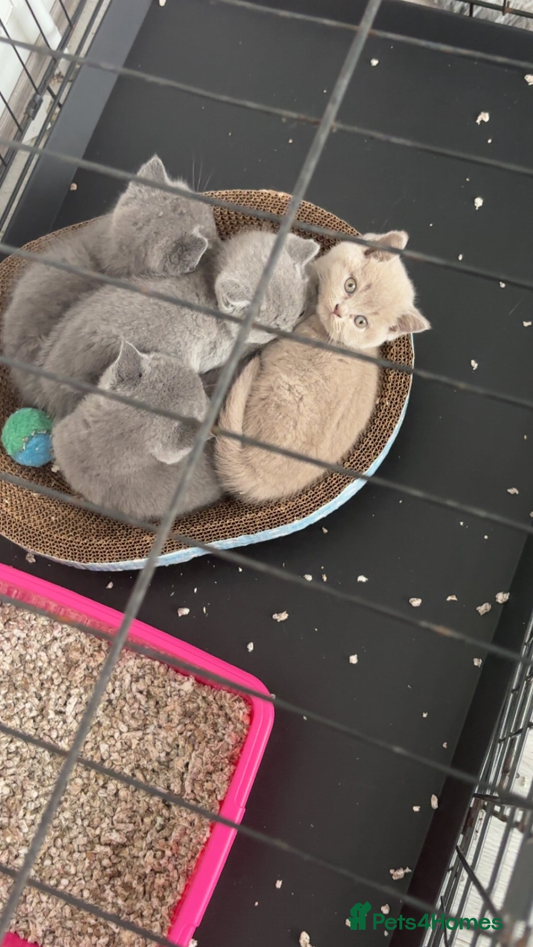 British Shorthair cats for sale: British shorthair kittens up for sale  - Image 3