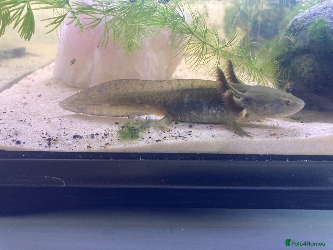 Axolotl reptiles for sale: Tiger salamanders CB April 2025 - Image 6
