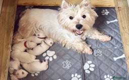 West Highland Terrier dogs for sale: Quality Westie Pups  - Image 1