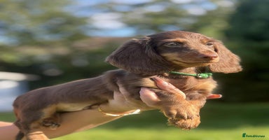 Miniature Dachshund dogs - Advert 5