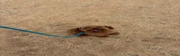 Cavapoo dogs for sale: Cavapoo Ruby  in Addlestone - Advert 3