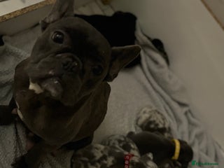 French Bulldog dogs for sale - Advert 1