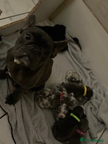 French Bulldog dogs - Advert 1