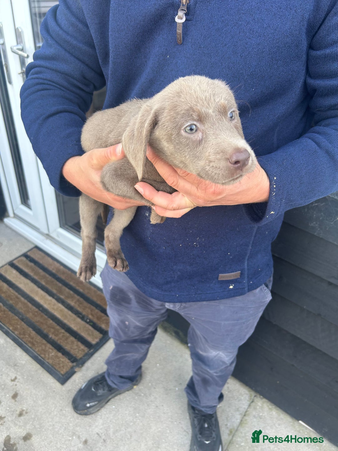 Labrador Retriever dogs for sale: Silver Labrador  - Image 23