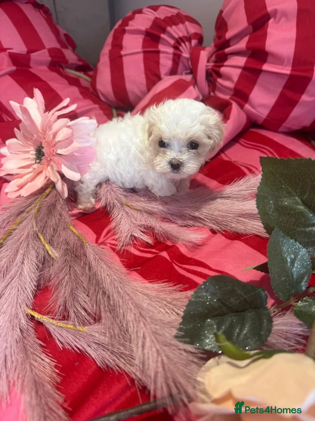 Maltipoo dogs for sale: F1 stunning Asian Maltipoo cream tiny puppies  - Advert 40