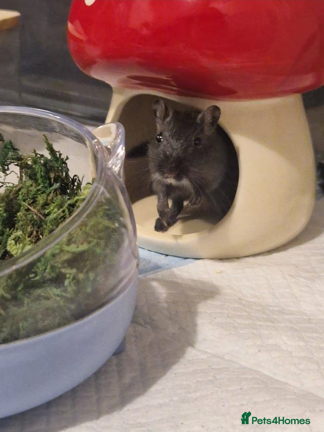 Gerbil rodents for sale: 3 gerbils & accessories for sale - Image 11