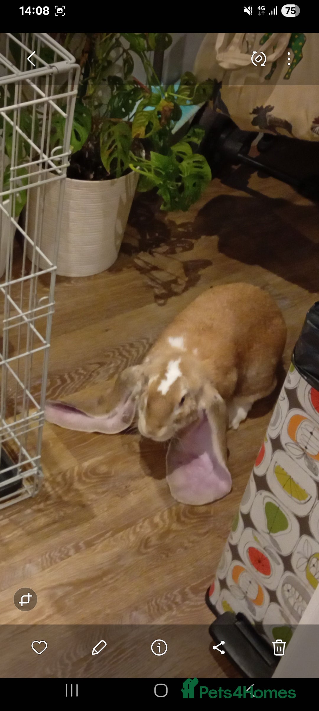 English Lop rabbits for sale: English lop rabbit - Advert 1