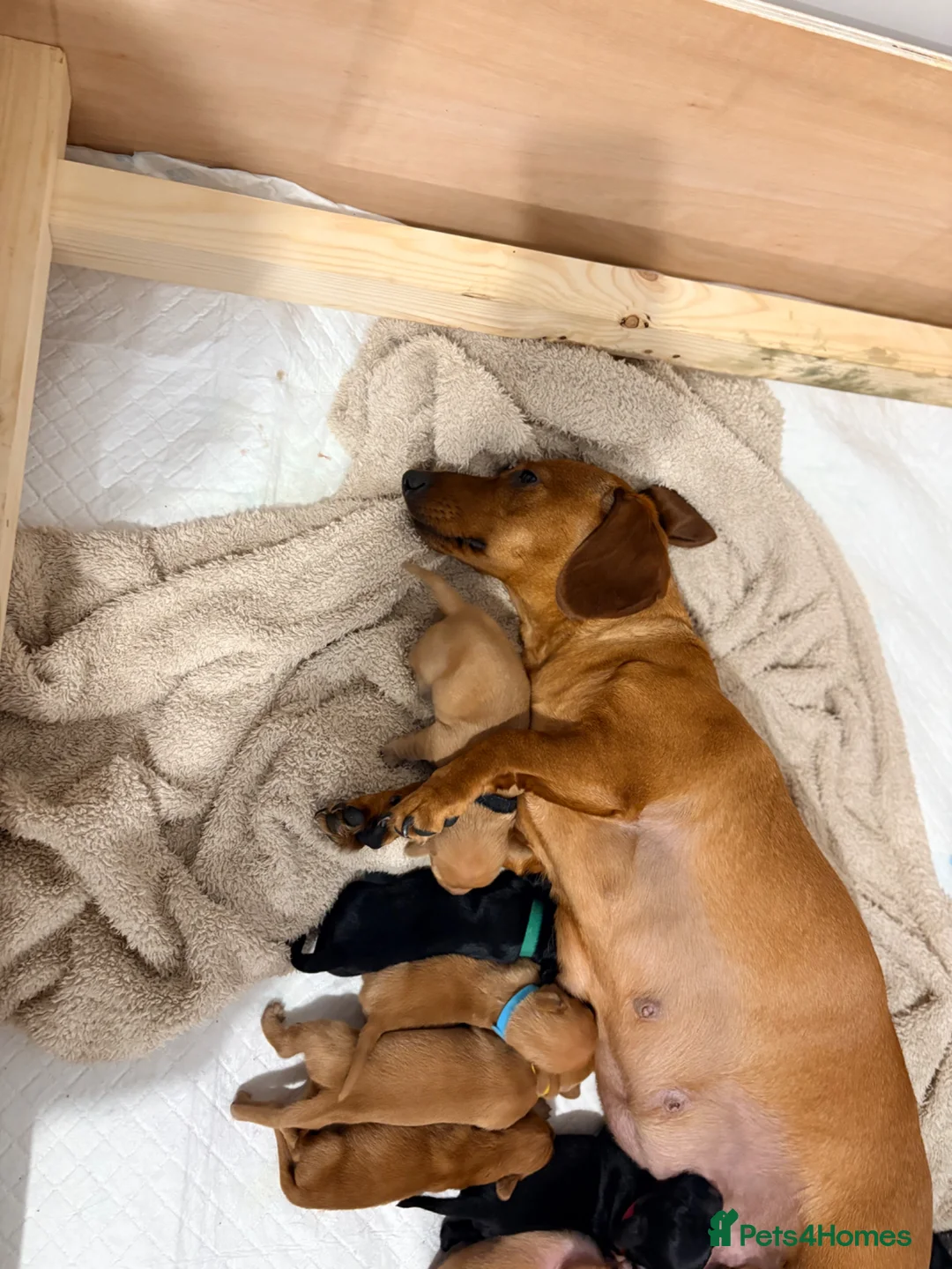 Dachshund dogs for sale: 7x daschund puppies  - Advert 9
