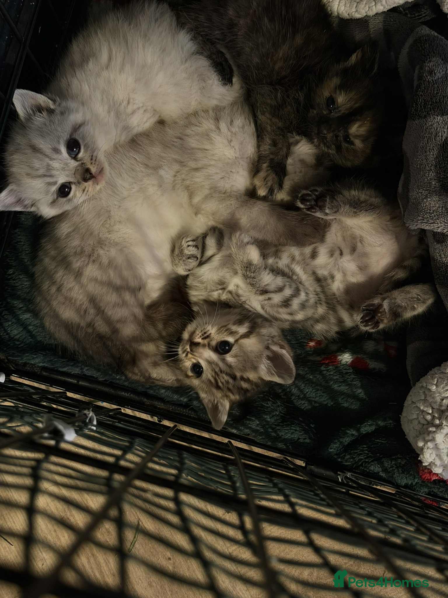 British Shorthair cats British shorthair kittens  - Advert 8