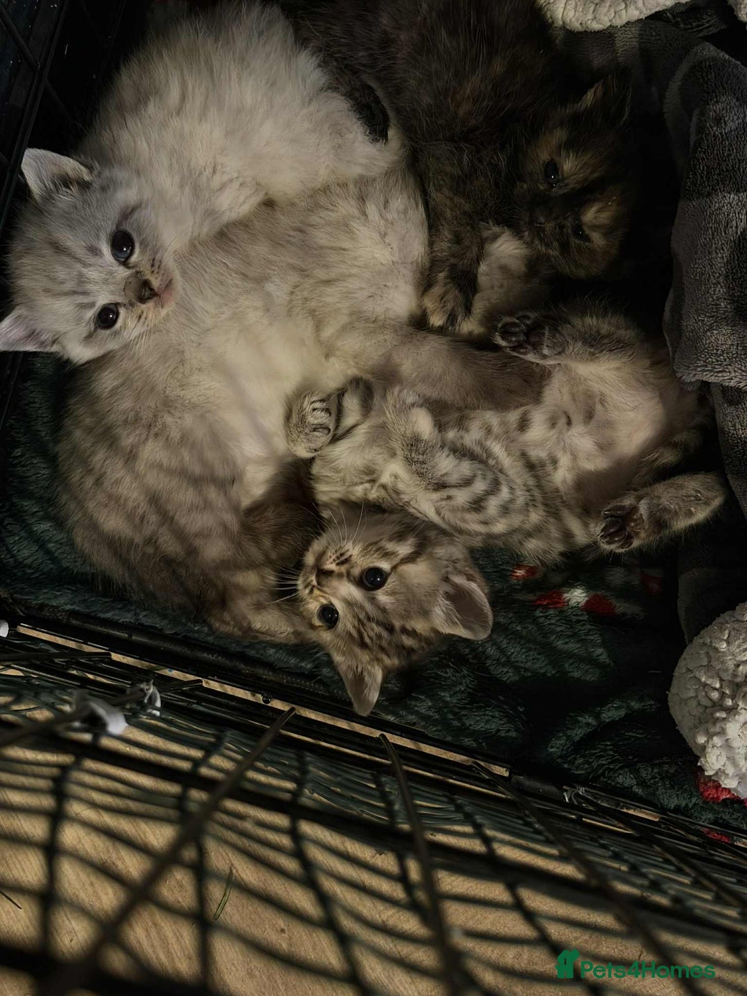 British Shorthair cats for sale: British shorthair kittens  - Advert 1