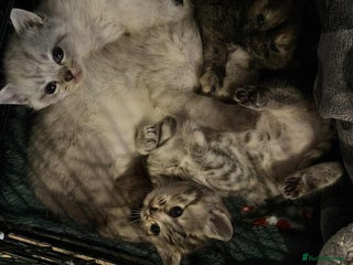 British Shorthair cats British shorthair kittens - Advert 8