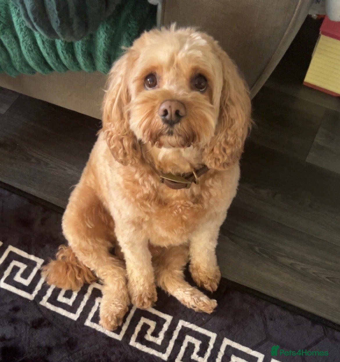 Cockapoo dogs Chase  - Advert 1