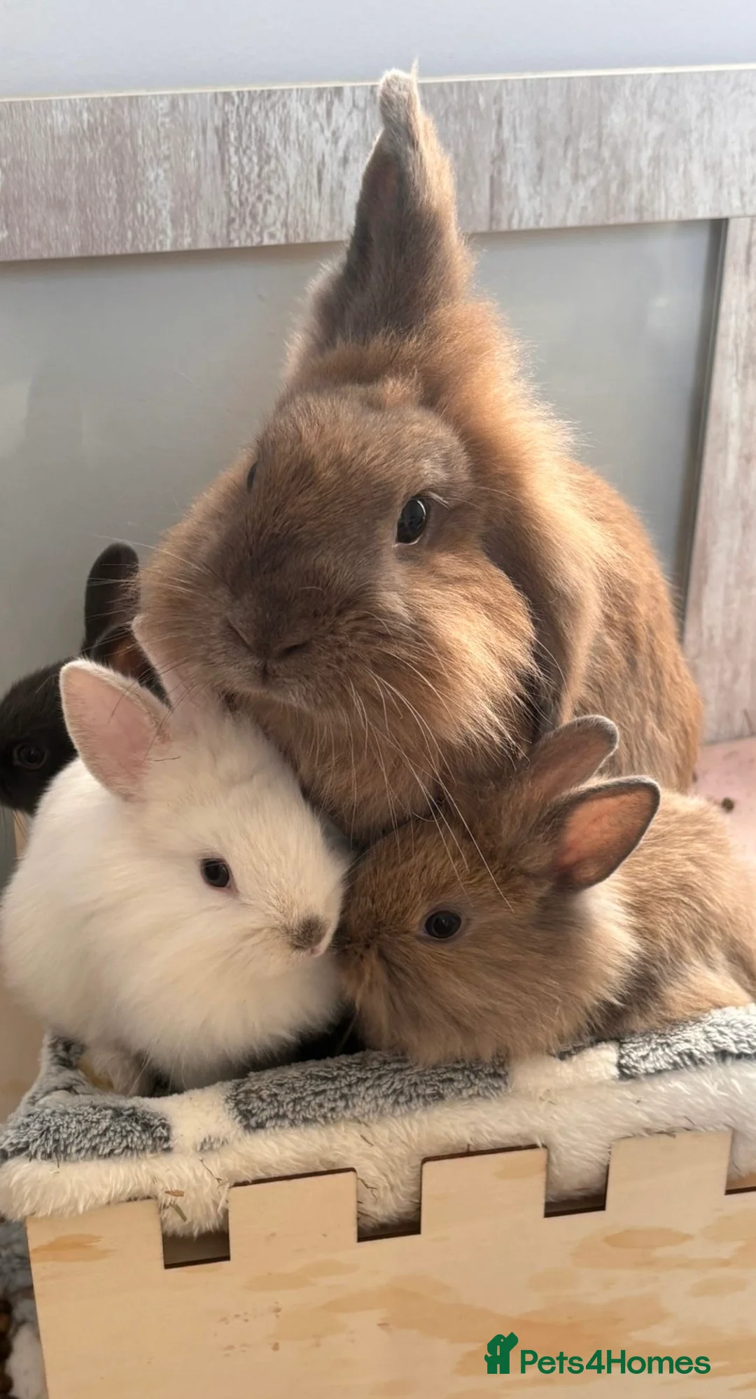 Mixed Breed rabbits for sale: Lion Head x Polish kits for sale (Mixed)  - Advert 1