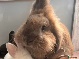 Mixed Breed rabbits Lion Head x Polish kits for sale (Mixed) - Advert 17