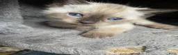 Bengal cats for sale: BEAUTIFUL❤️ OUTSTANDING FELINES KITTENS 🐈‍⬛❤️ - Advert 11