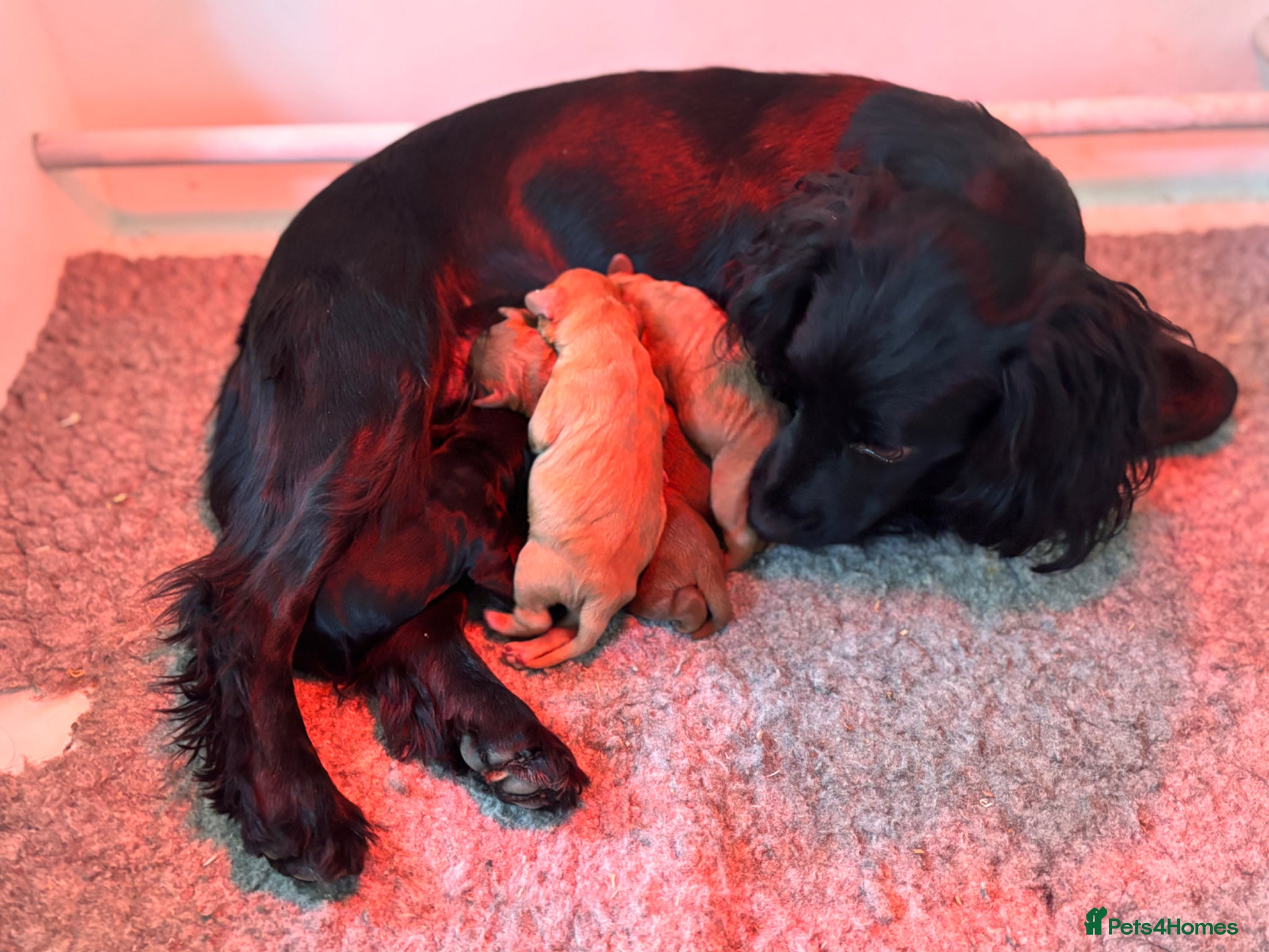 Cockapoo dogs Gorgeous Red F1 cockapoo puppies!  - Advert 1