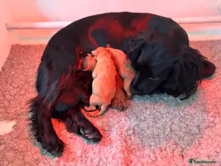 Cockapoo dogs Gorgeous Red F1 cockapoo puppies! - Advert 1