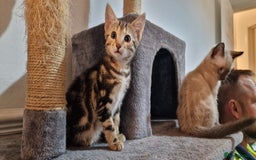Bengal cats for sale: Gorgeous Bengal/Savannah x DS - Image 5