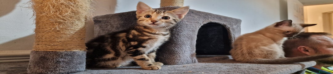 Bengal Kitten 4