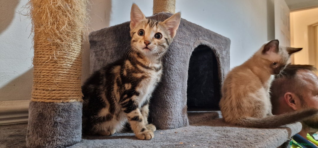 Bengal cats for sale: Gorgeous Bengal/Savannah x DS - Image 5
