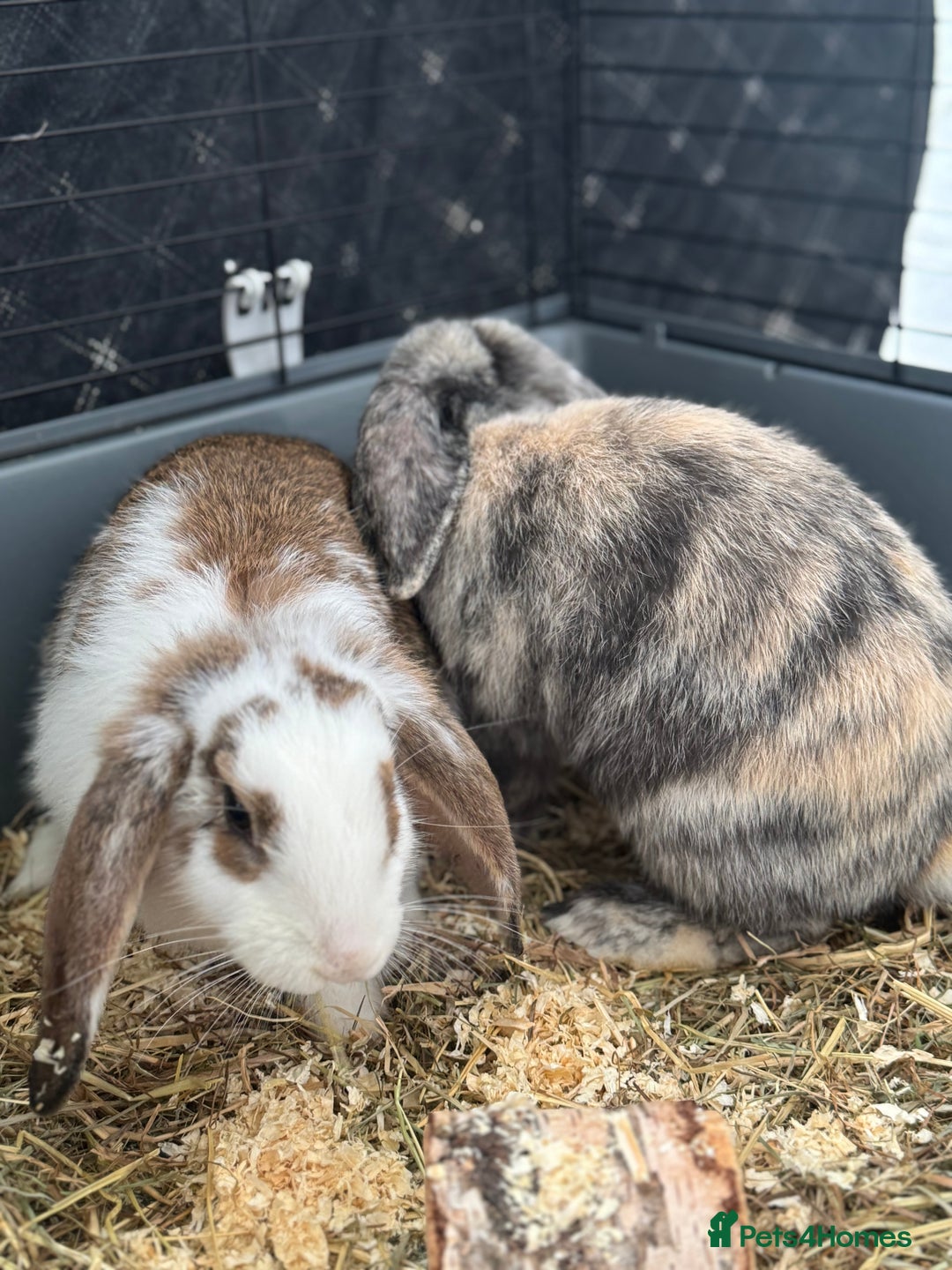 Cashmere Lop rabbits for sale: Alvin and Ronnie - Image 7