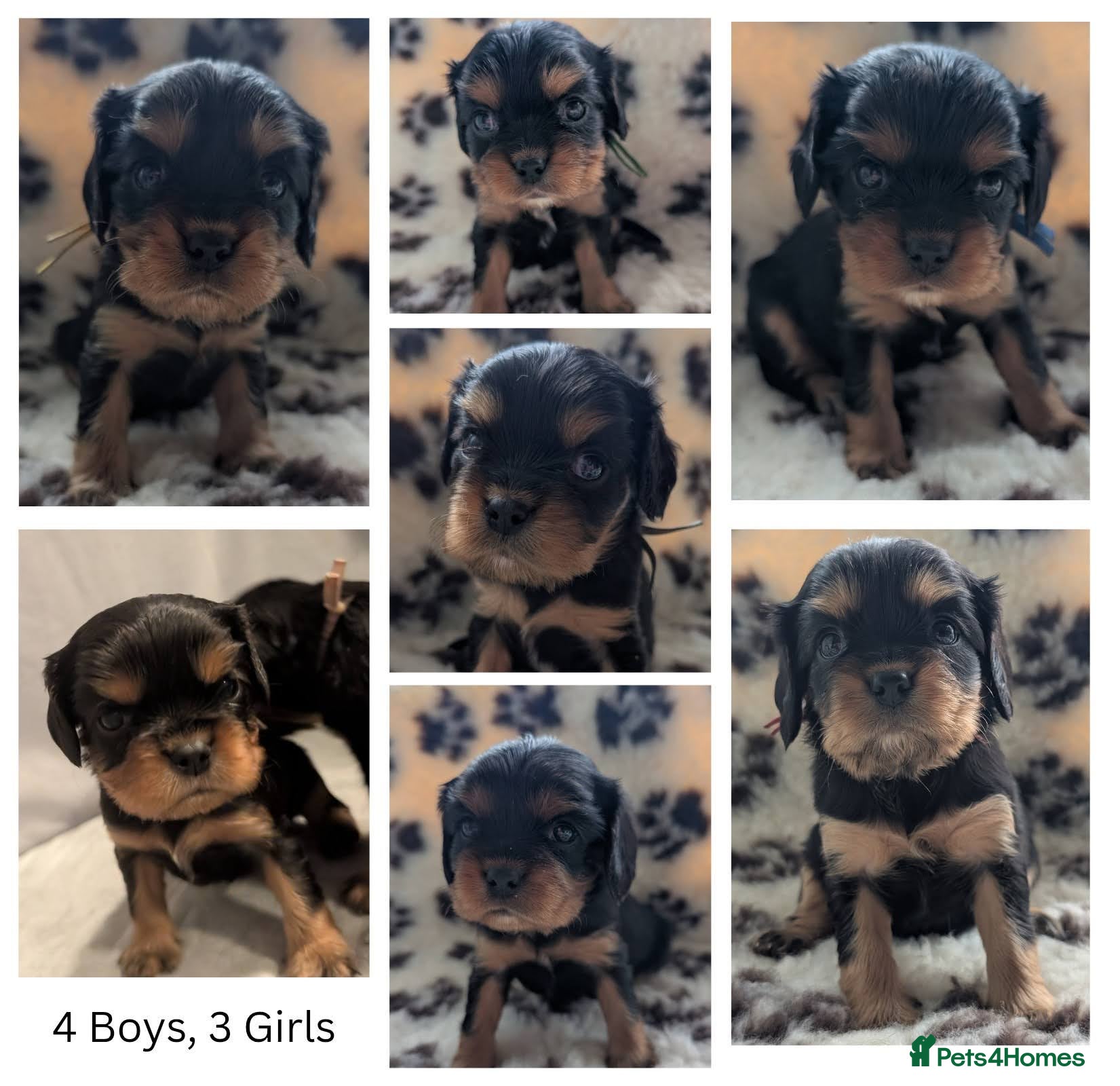 Cavalier King Charles Spaniel dogs Black & Tan Cavalier King Charles Spaniel Puppies - Advert 1
