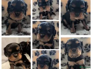 Cavalier King Charles Spaniel dogs Black & Tan Cavalier King Charles Spaniel Puppies - Advert 1