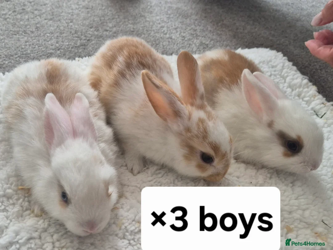 Mixed Breed rabbits for sale: 7 lovely mixed baby rabbits - Advert 2
