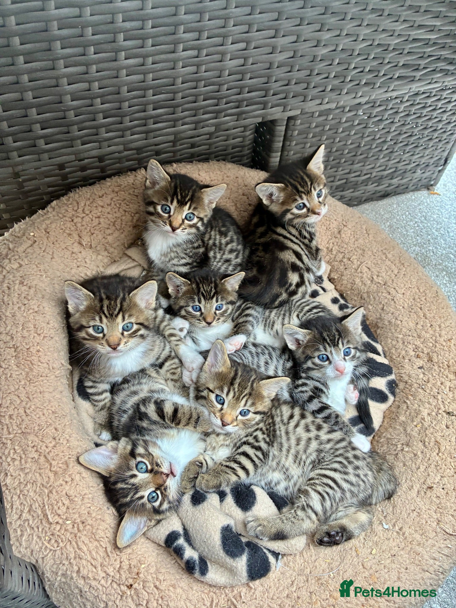 Bengal cats Gorgeou Bengal kittens 4 boys left 4 weeks old - Advert 6