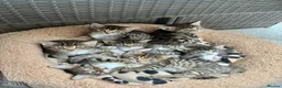 Bengal cats for sale: LAST FEMALE KITTEN READY NOW - Advert 8