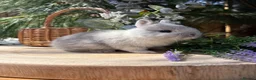 Netherland Dwarf rabbits for sale: Pure bred vaccinated* Netherland Dwarfs  - Advert 9