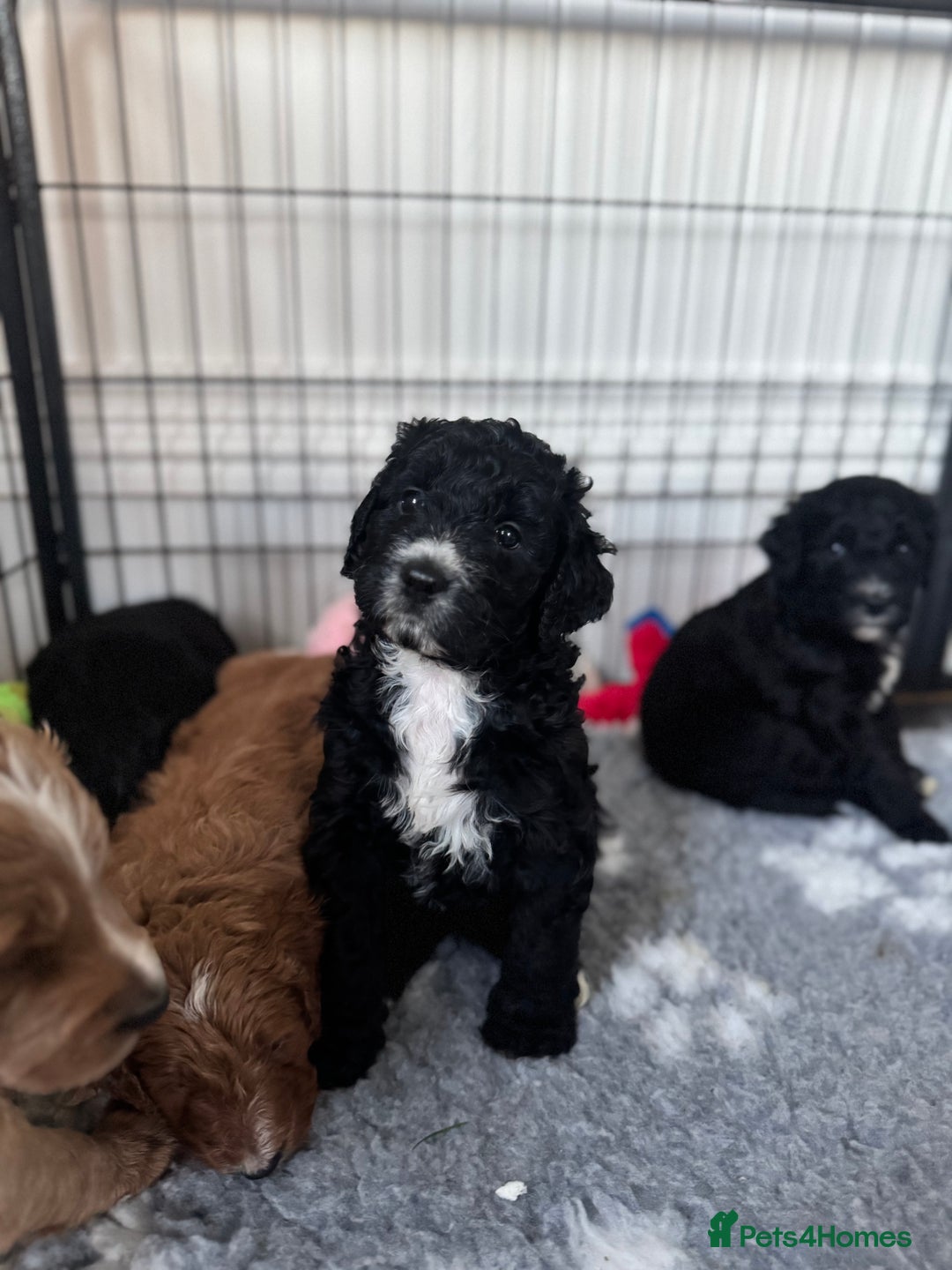 Mixed Breed dogs for sale: Golden Bernedoodles 🐶 - Advert 14