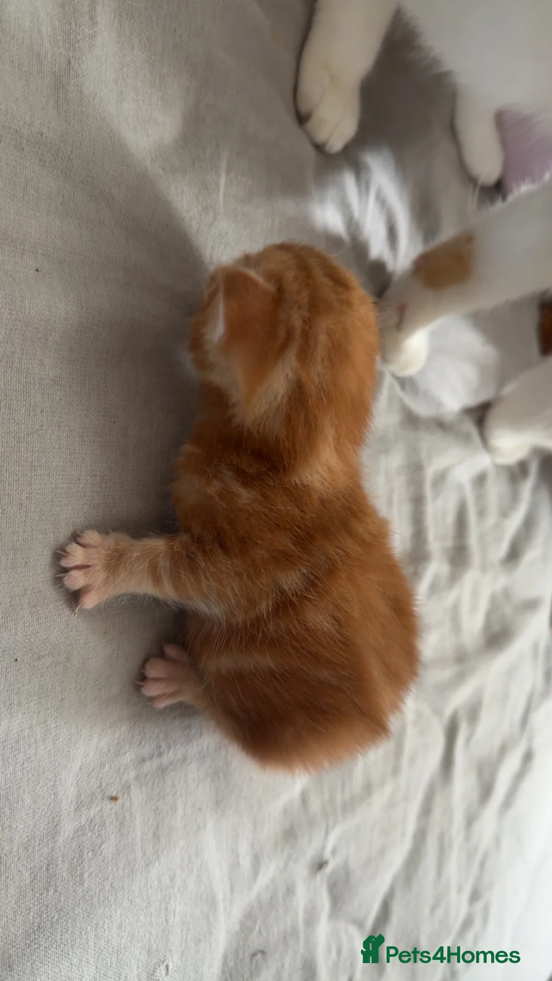 Mixed Breed cats for sale: Male kitten - Advert 3