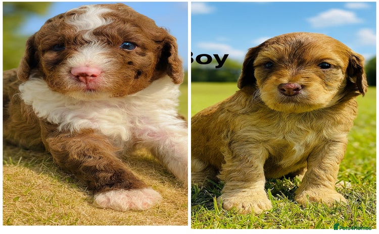 Cockapoo dogs DNA TESTED, Last 2 Boys, Ready 25th November ❤️ - Advert 4