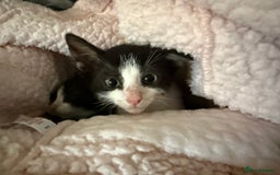 Mixed Breed cats for sale: Two male black white kittens  - Image 2