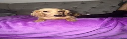 Dachshund dogs for sale: Miniature cream dachshund long haired - Advert 3
