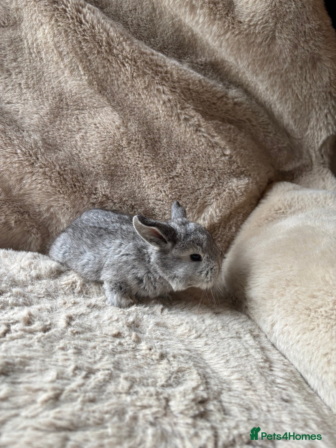 French Lop rabbits for sale: 4 beautiful French lops  - Advert 9