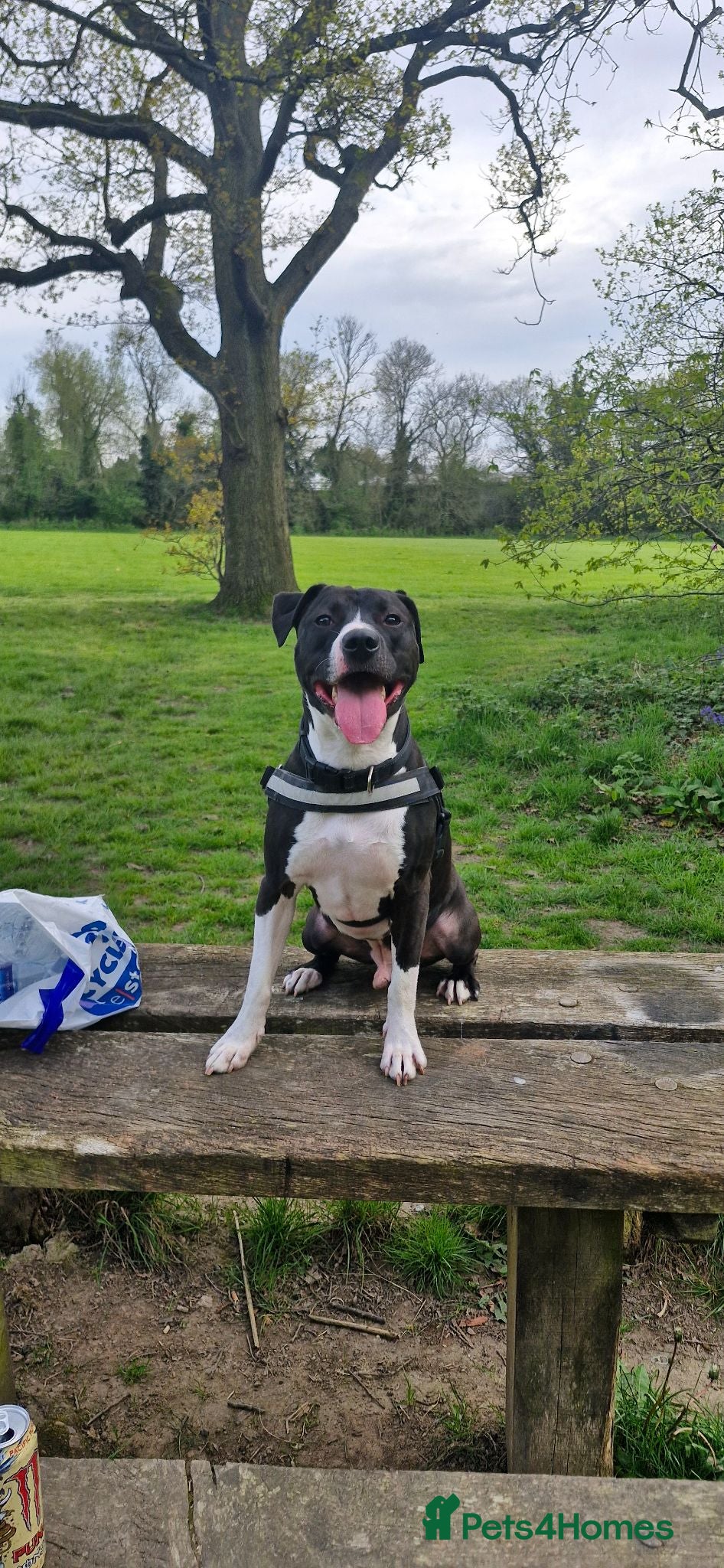 Mixed Breed dogs Cute playful Staffordshire dog - Advert 7