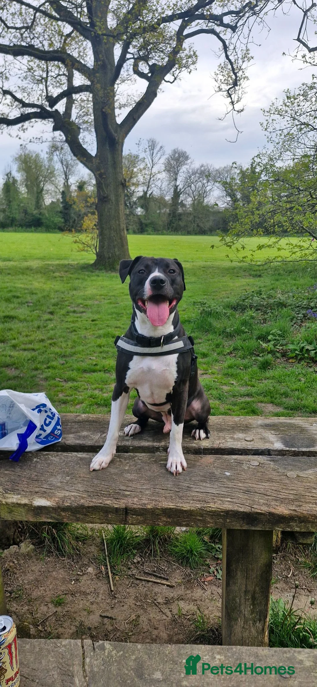 Mixed Breed dogs for sale: Cute playful Staffordshire dog - Advert 1