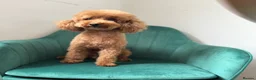 Toy Poodle dogs for sale: Red Toy poodle 🐩❤️ - Advert 4