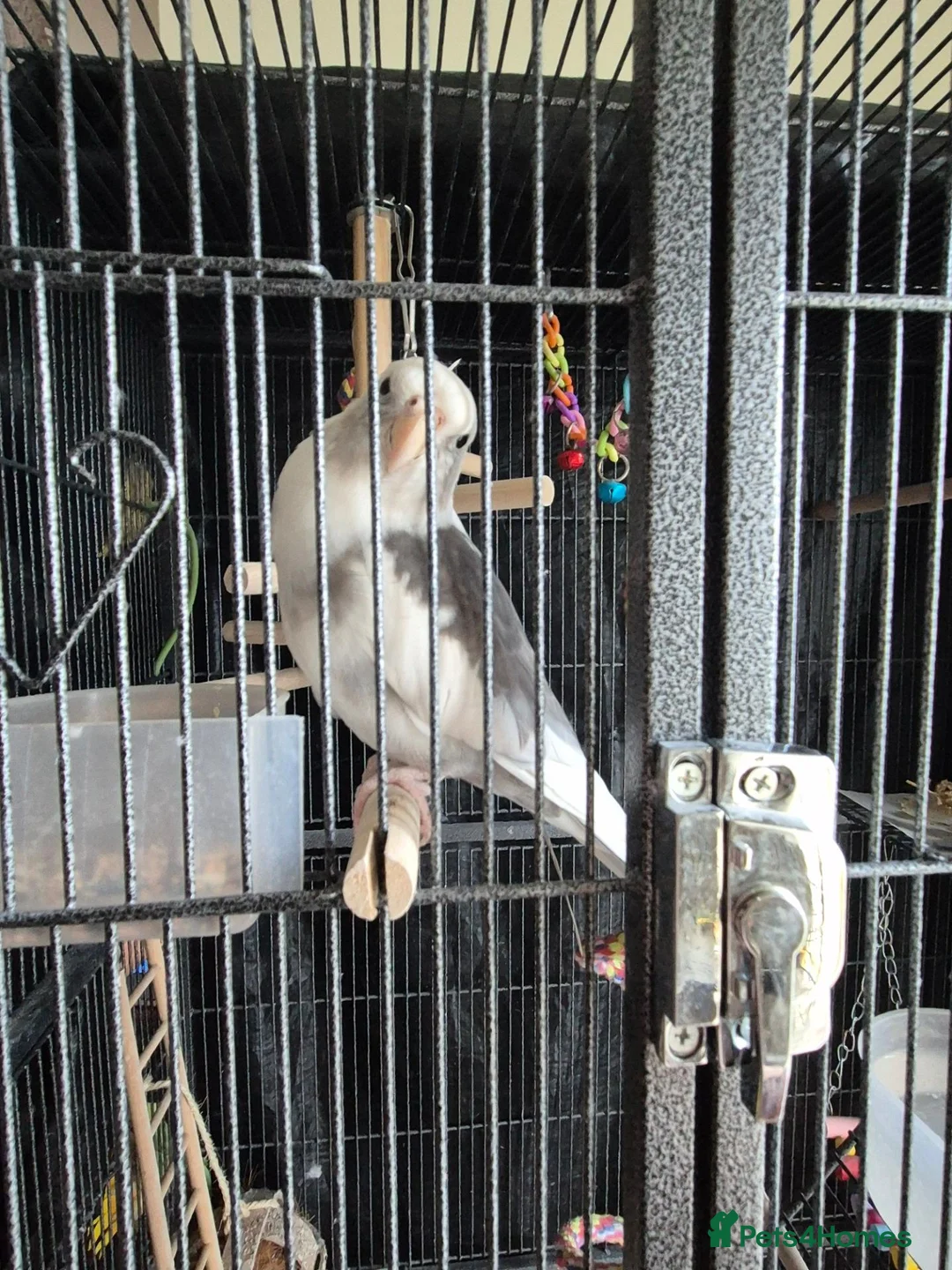 Cockatiels birds for sale: Ricky is looking for a loving forever home in Warrington - Advert 1