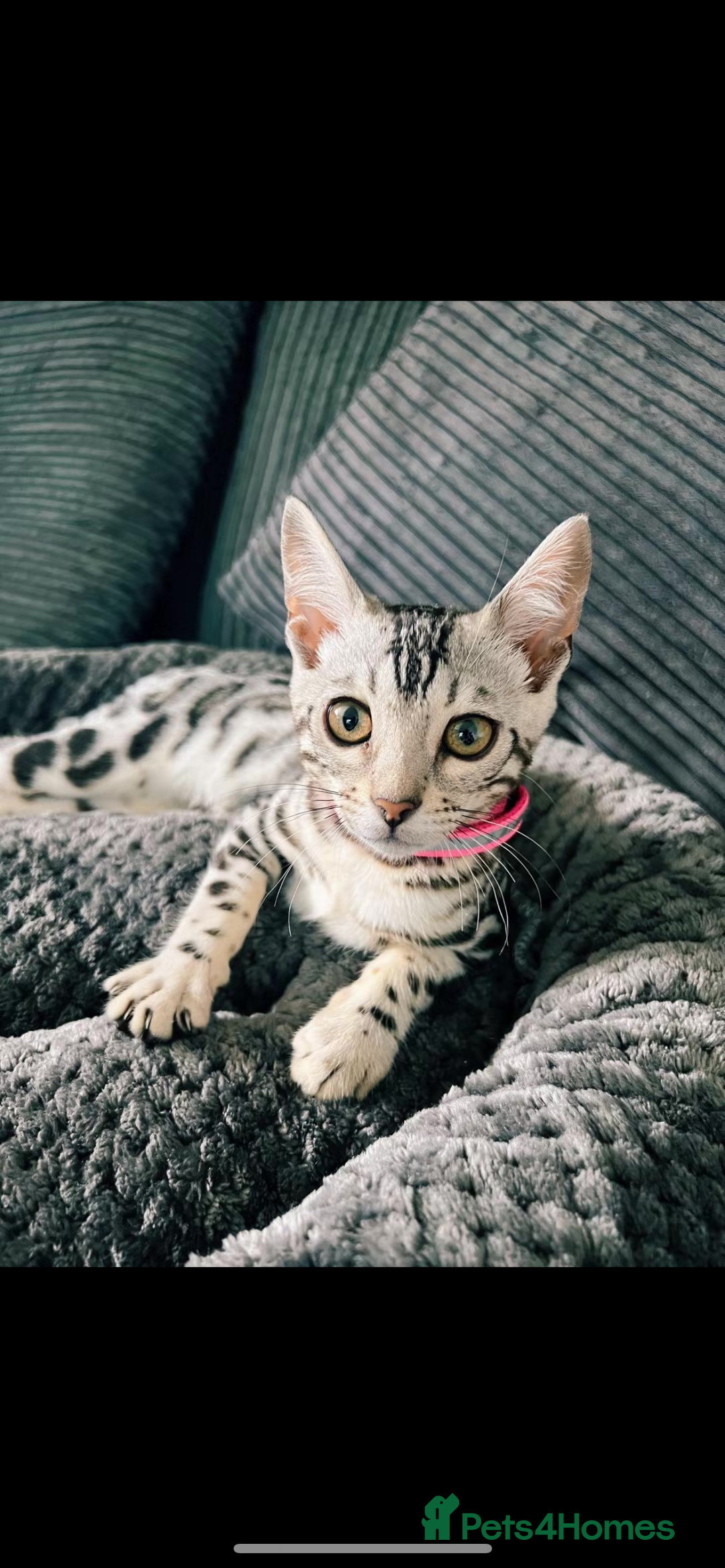Bengal cats for sale: Female bengal needing her forever home  - Advert 4