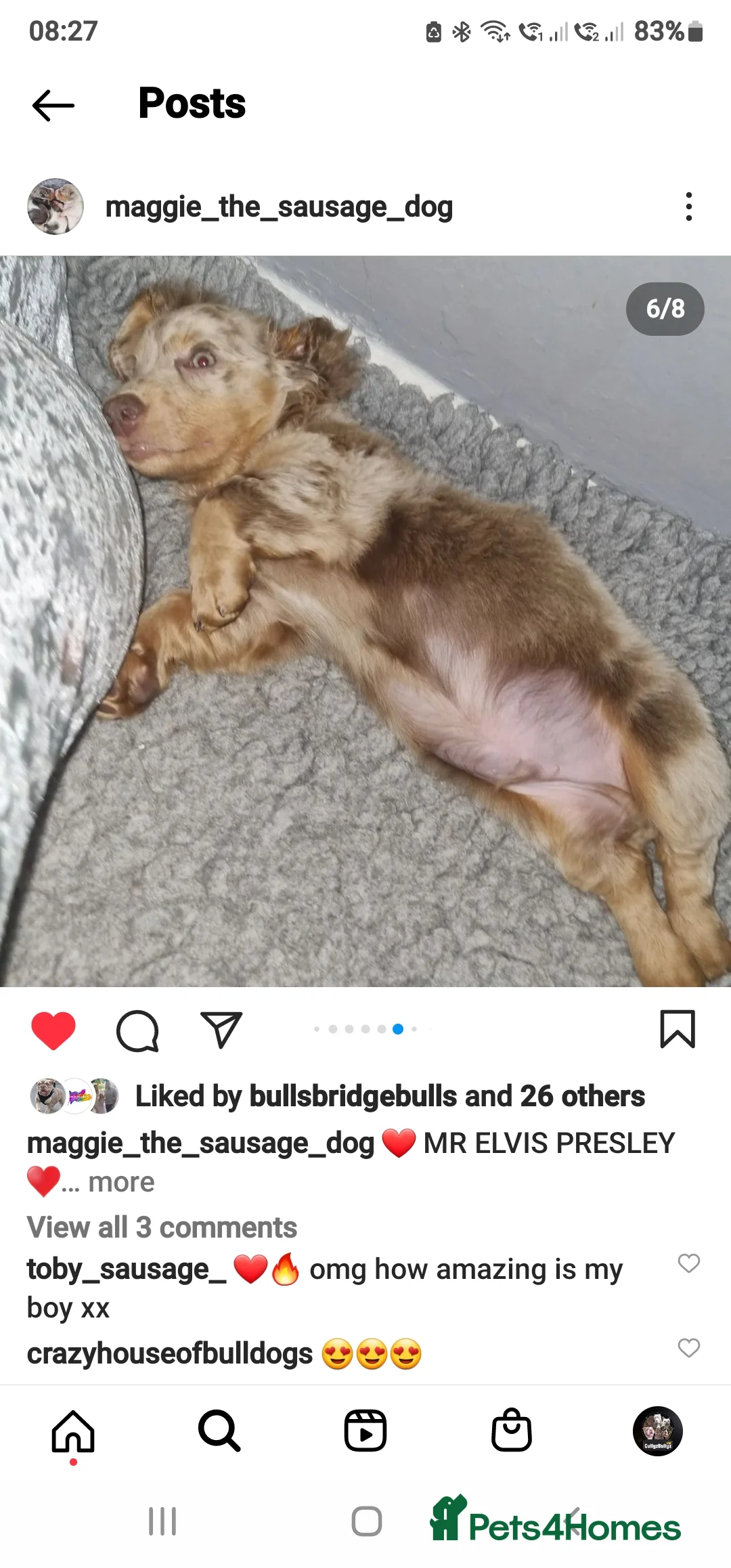 Miniature Dachshund dogs for stud: BLUE DAPPLE PIEBALD STUD CARRYING LONG HAIR CHOCO in Liverpool - Advert 16